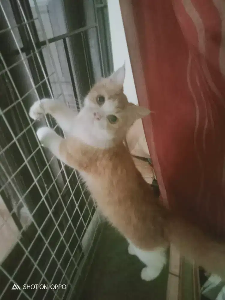 Kucing persia betina 11 bulan rawatan