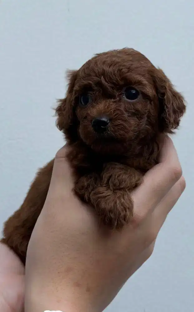 Puppies Red Toy Poodle