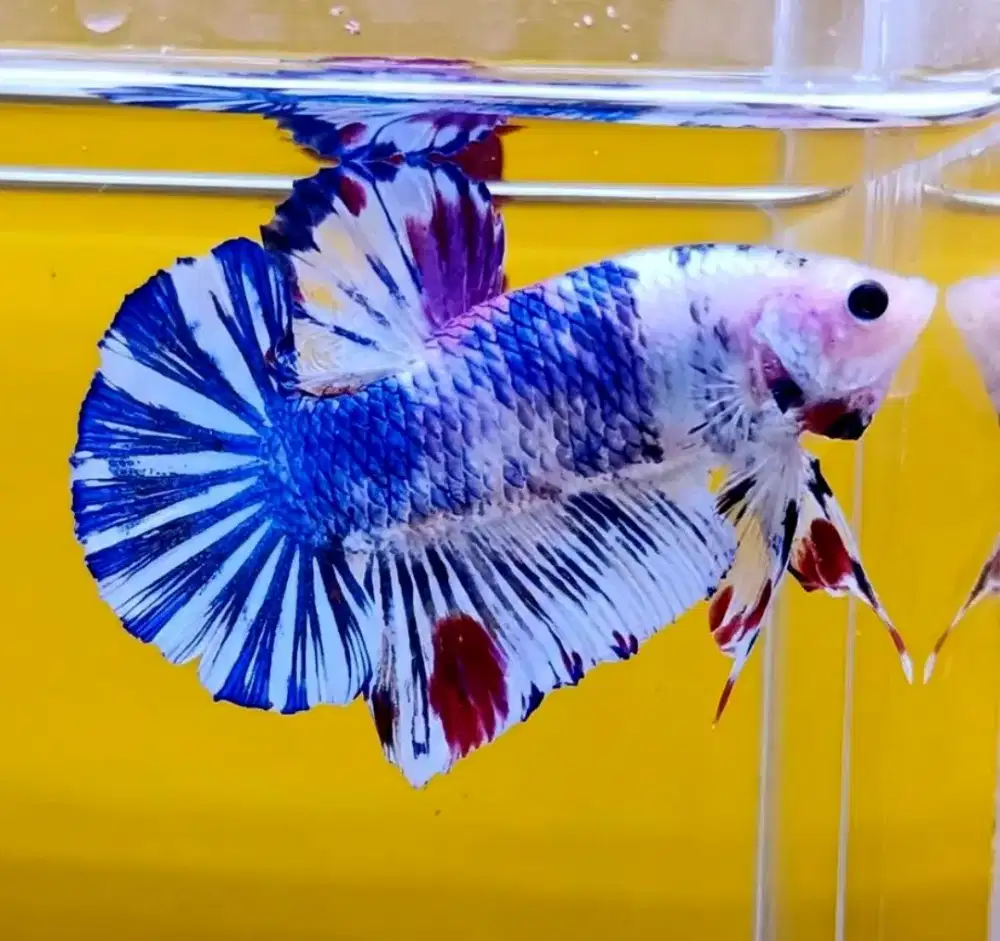 ikan cupang giant marble