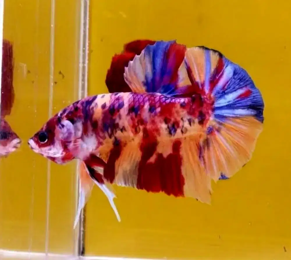 ikan cupang giant multicolor