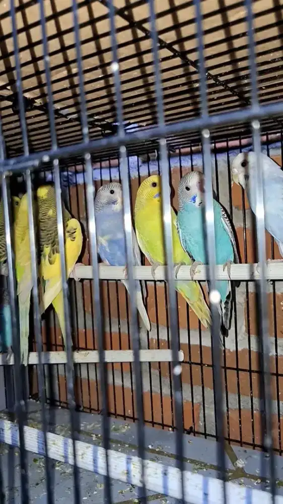 Indukan Burung Parkit