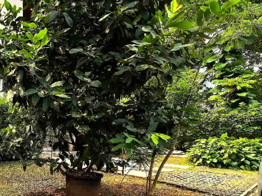 Rumah Di Kompleks Elite BSD