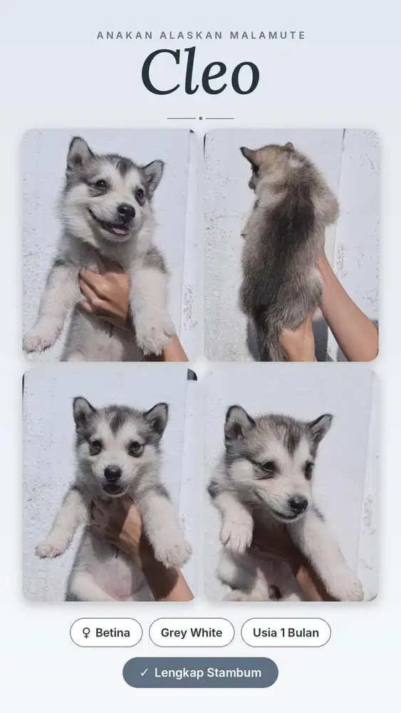 Puppy Alaskan Malamute