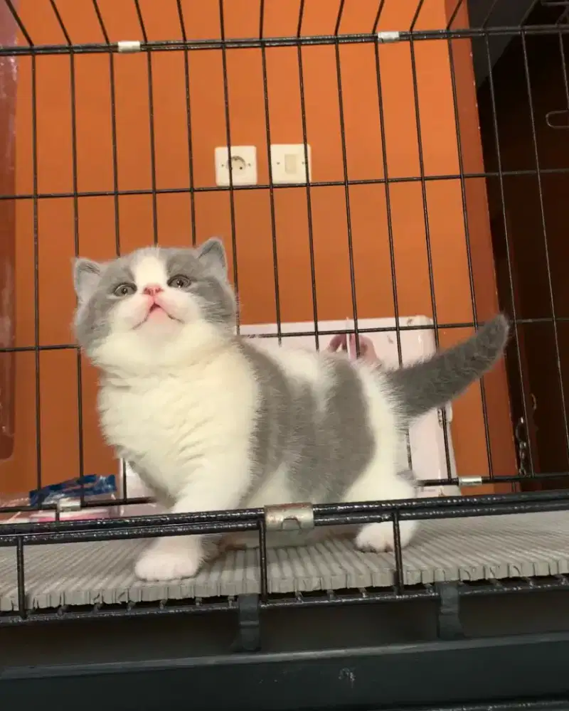 BSH BRITISH SHORTHAIR BICOLOR BLUE