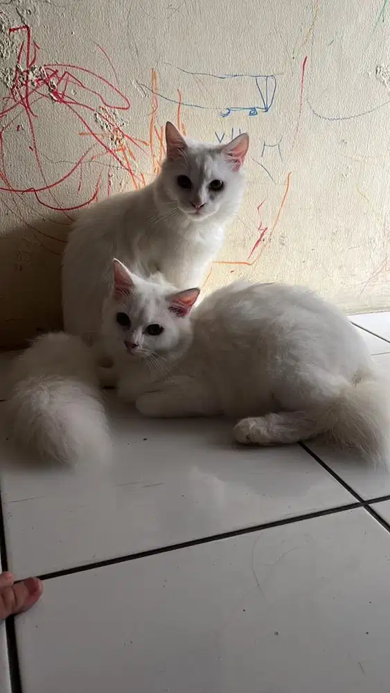 Open Adopt Kucing Anggora