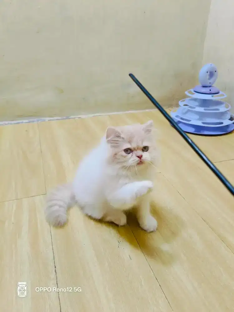 Persia krem putih