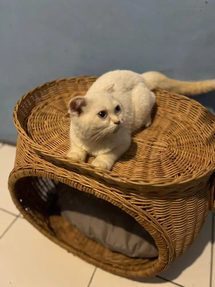 Scottish Fold Jantan