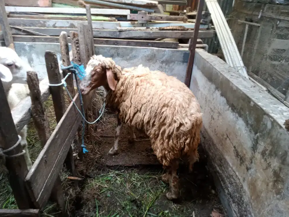 Di jual kambing