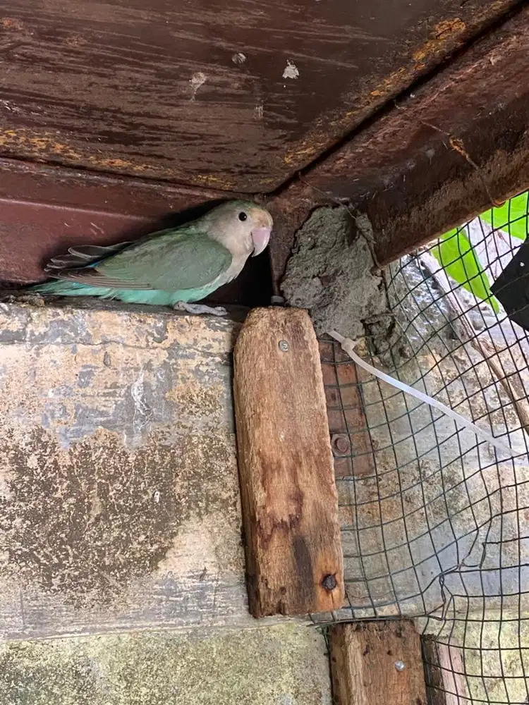 Indukan lovebird betina