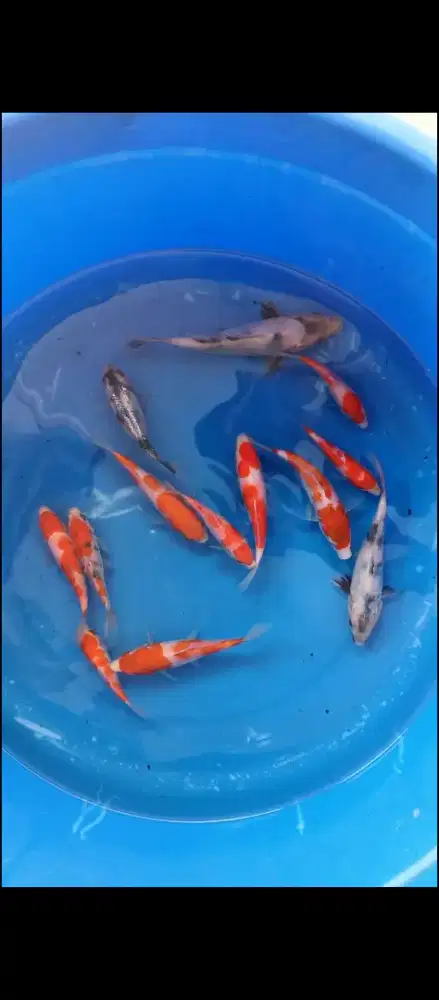 Paket Kohaku Sanke Shiro