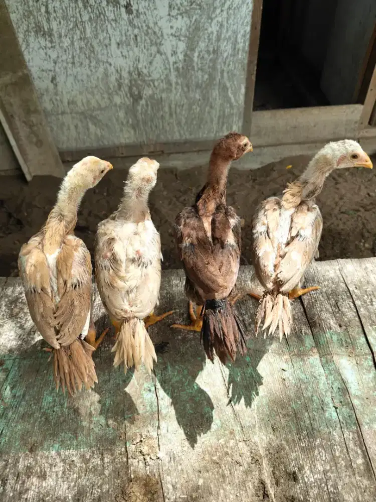 Anak ayam ekorlidi