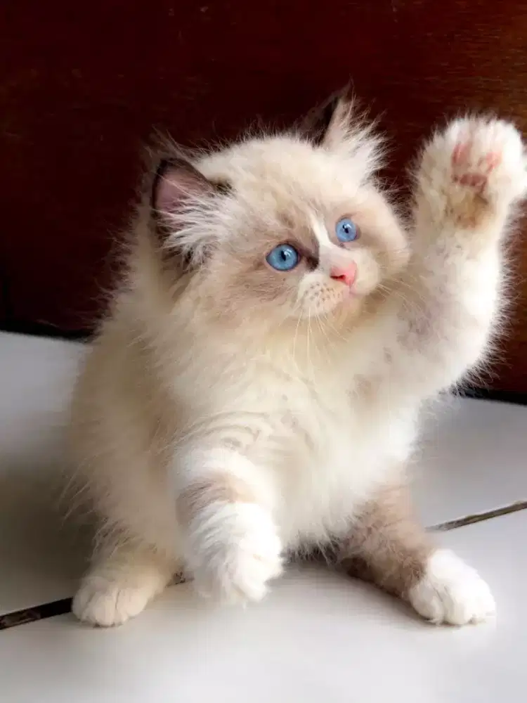 Kitten ragdoll line import