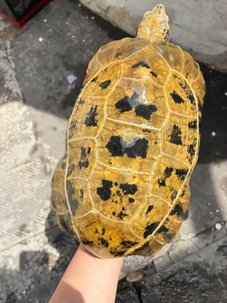 HI YELLOW FORSTENI