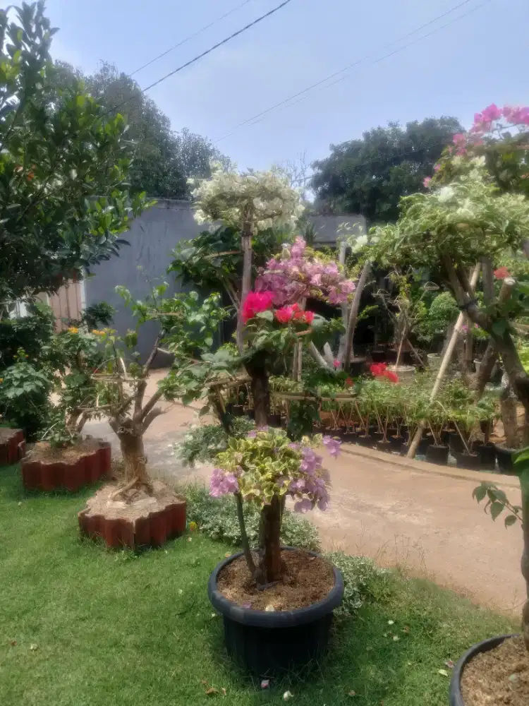 tanaman bunga bugenvil
