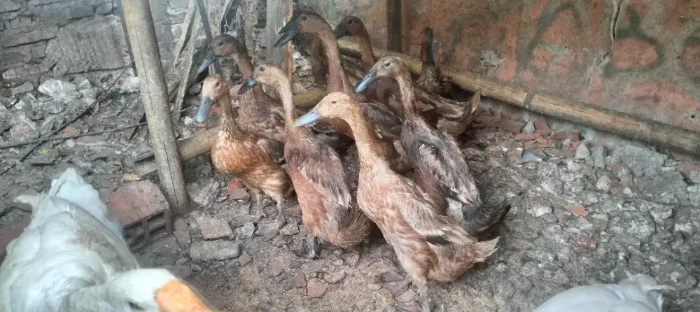 Bebek Petelur Super Mojosari