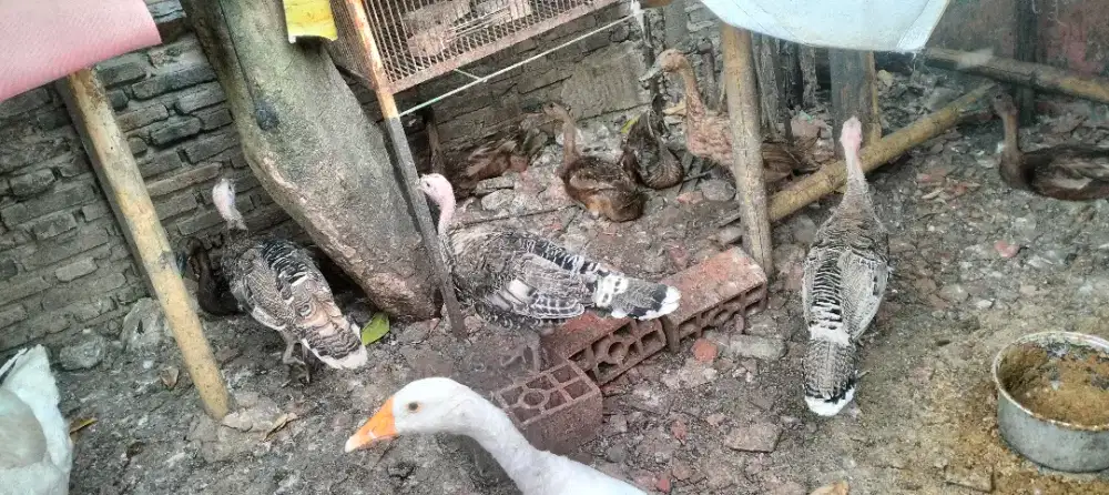 Ayam Kalkun Kalkun
