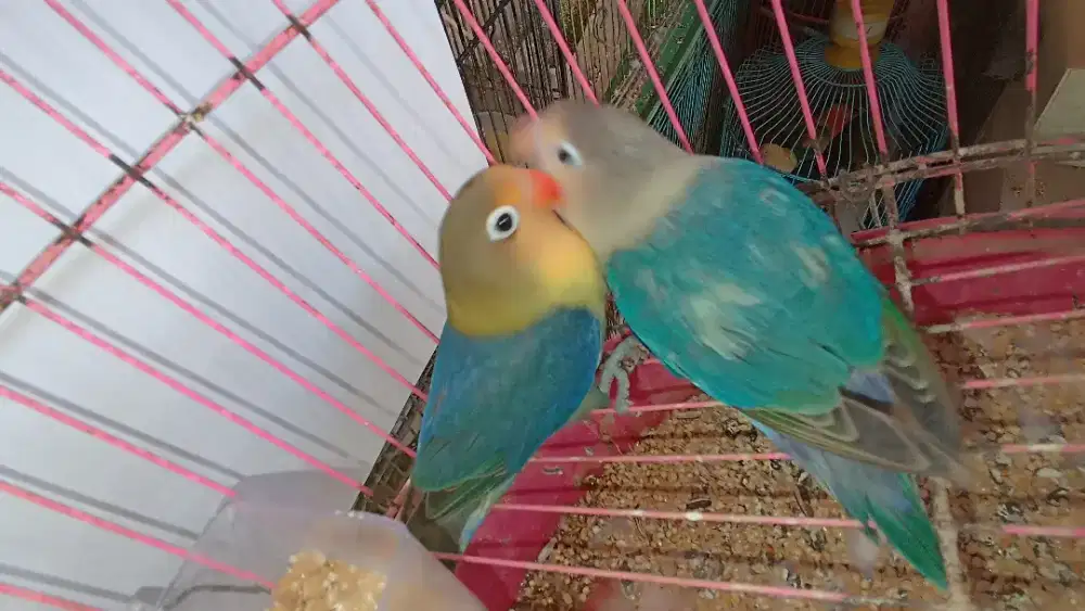 Aqua B1/dec ino/pastel X Aqua B2/dec ino/pastel