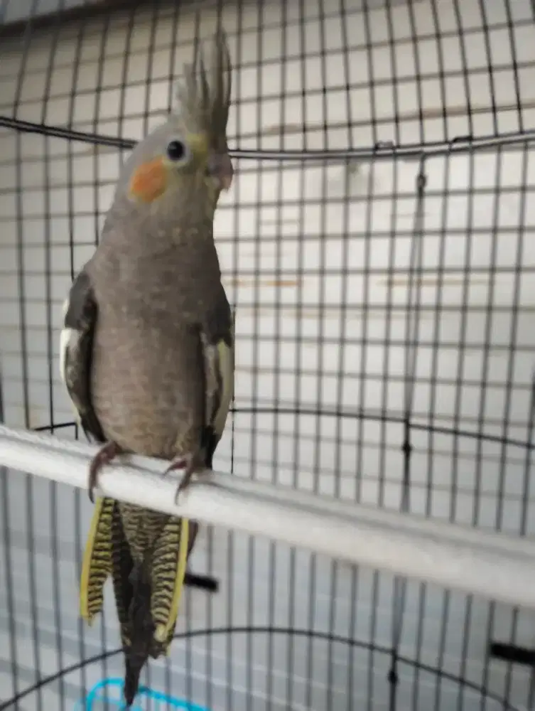 Burung Parkit Australia Falk