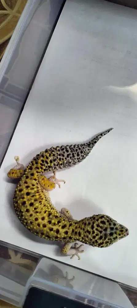 Kadal Gecko Gecko