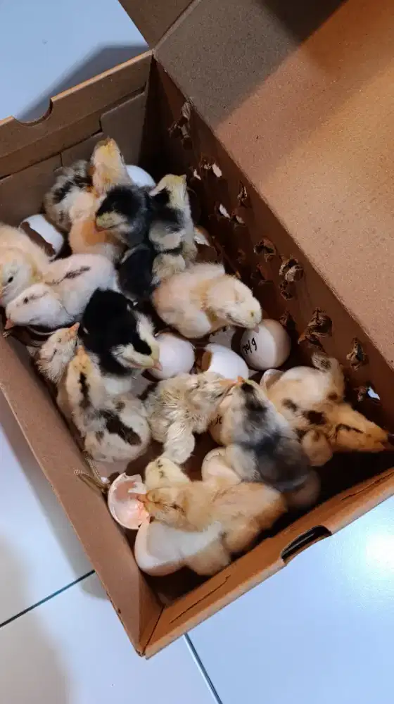 Ayam Elba Petelur