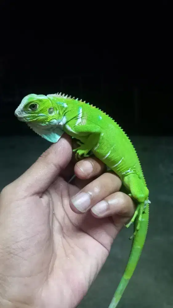 Iguana green nemo series grade A