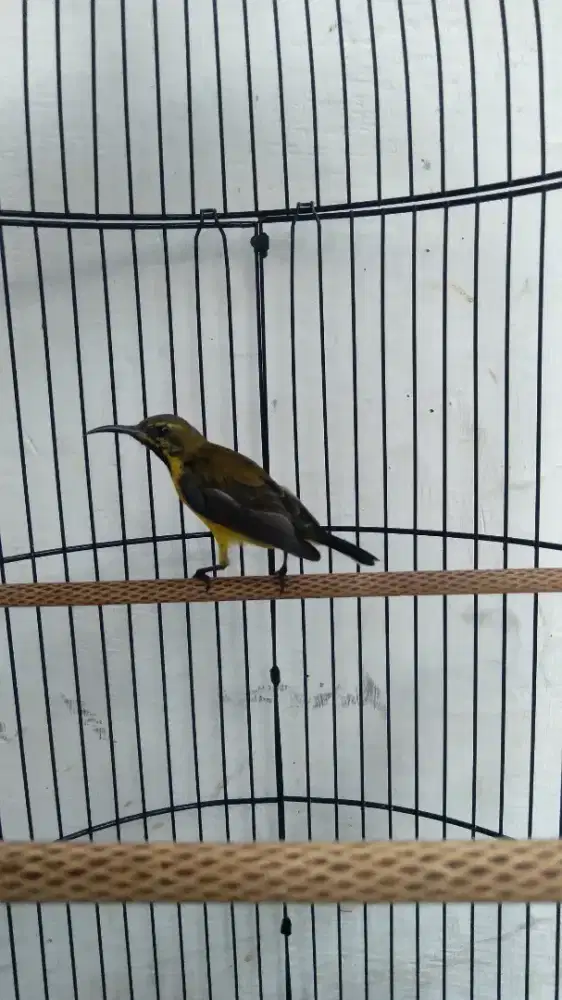 Burung Kolibri SG Trotol