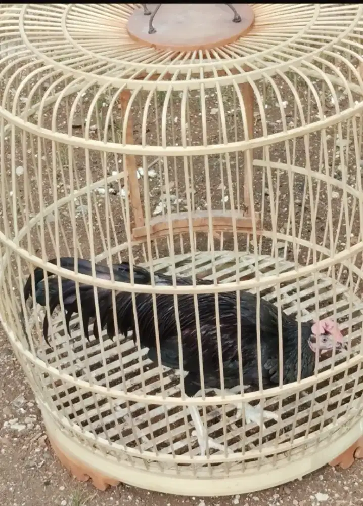 Ayam bekisar bulu exotis Kokok merdu