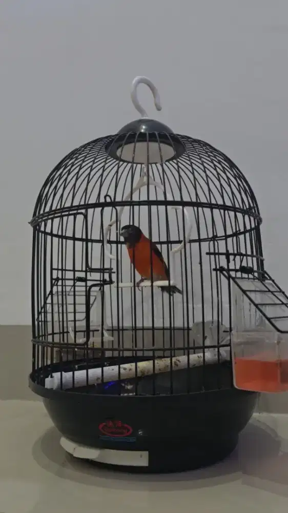 Burung Red Siskin Gacor