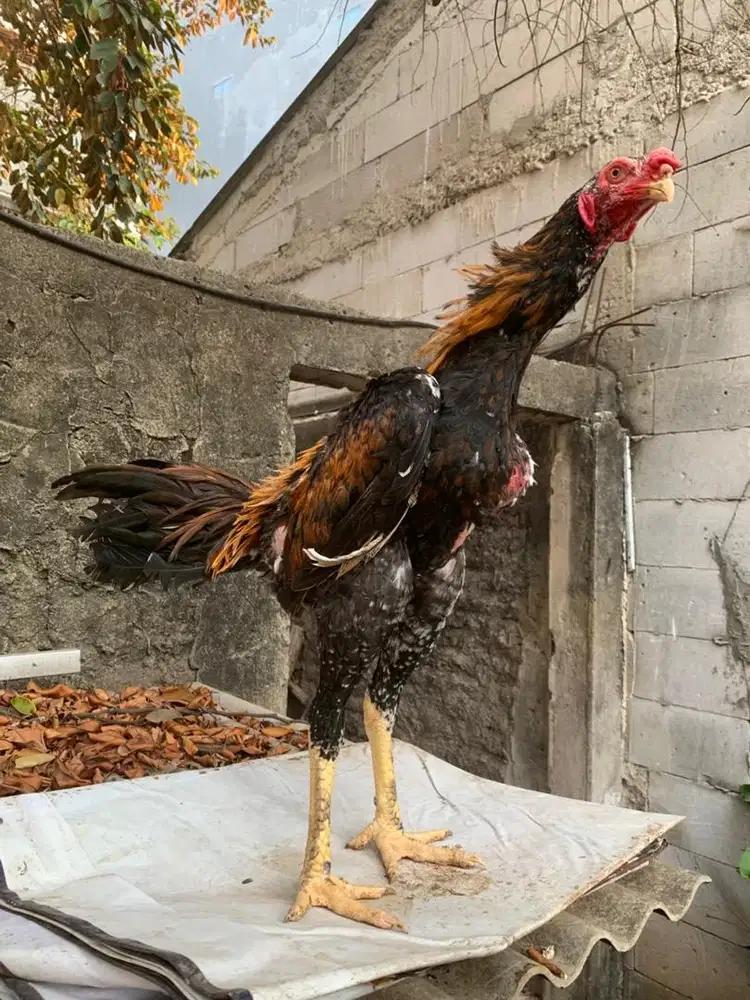 Ayam silangan shamo x Bk