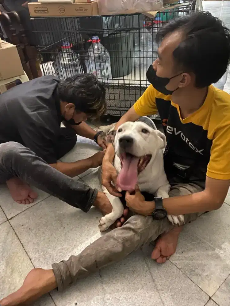Jasa salon hewan cat and dog kerumah