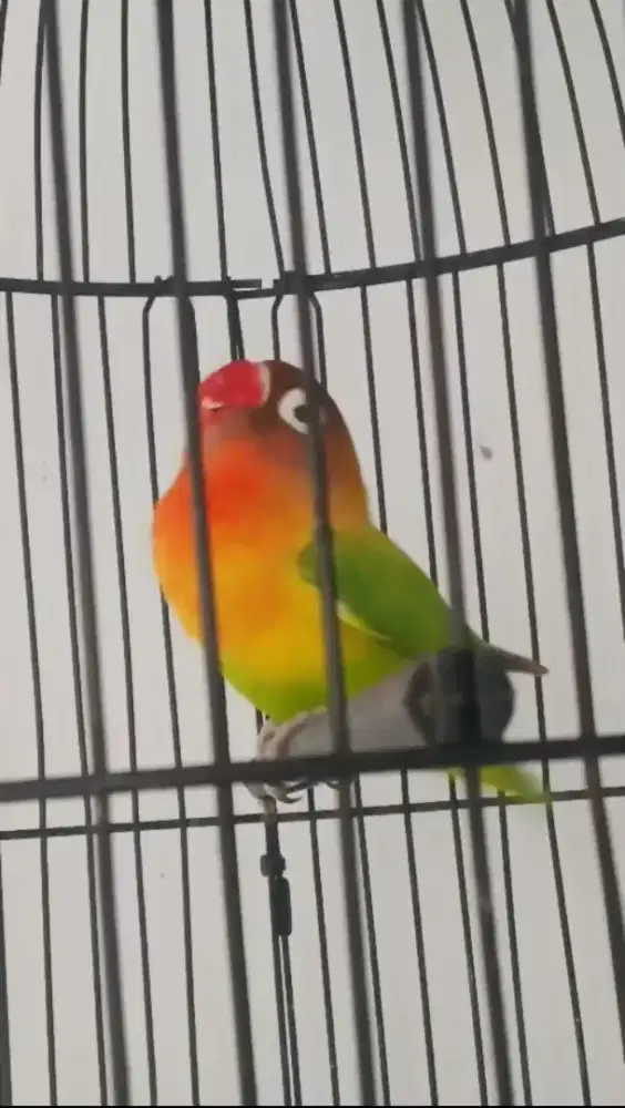 Lovebird fighter