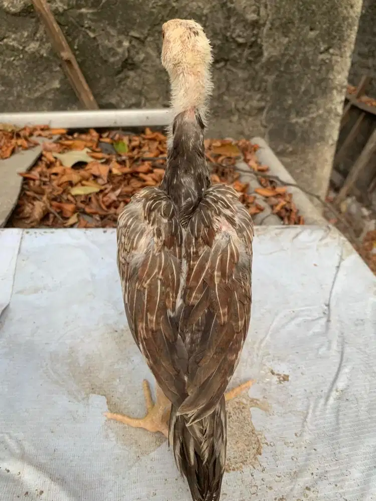 Anakan Ayam pama