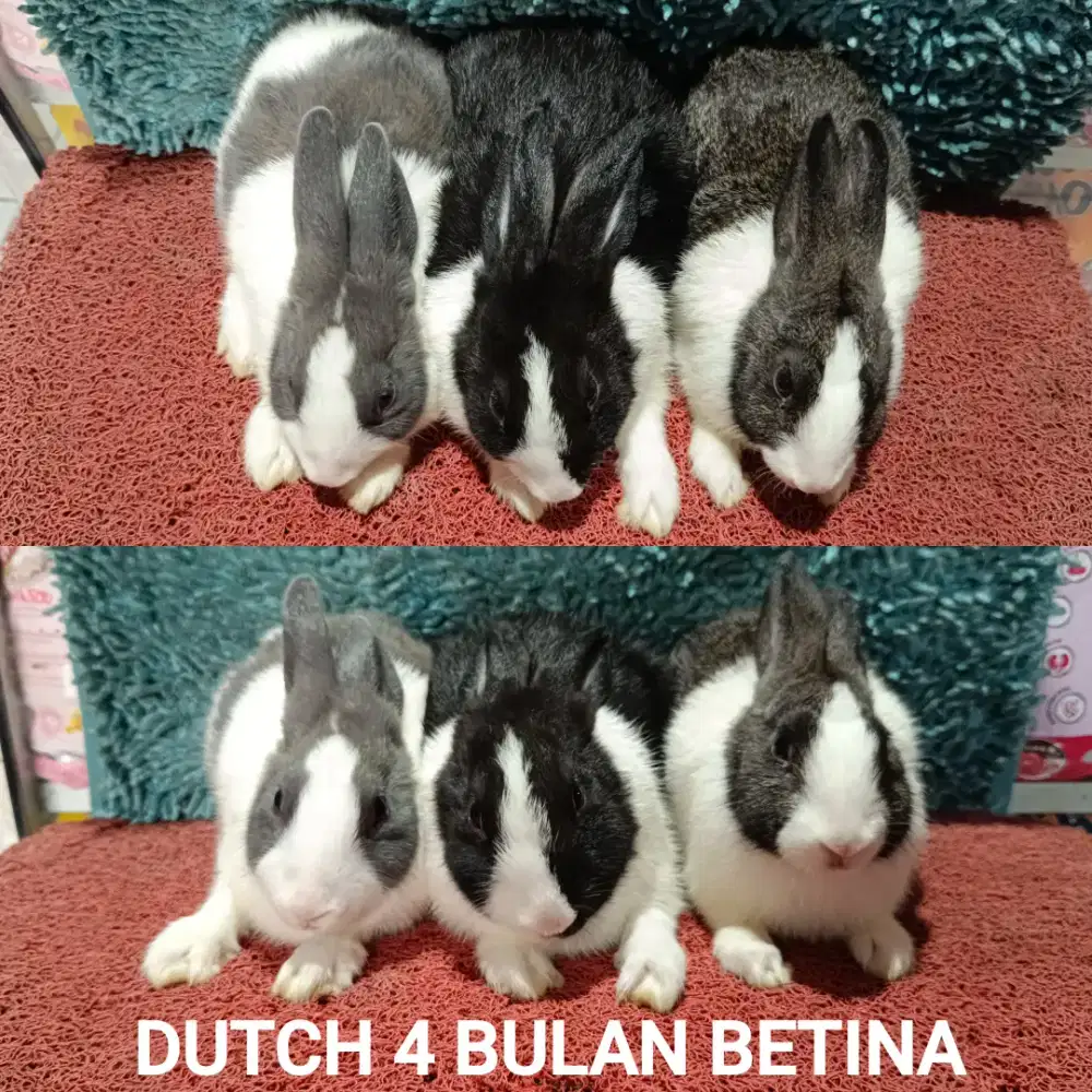 Kelinci Dutch usia 4 bulan lebih