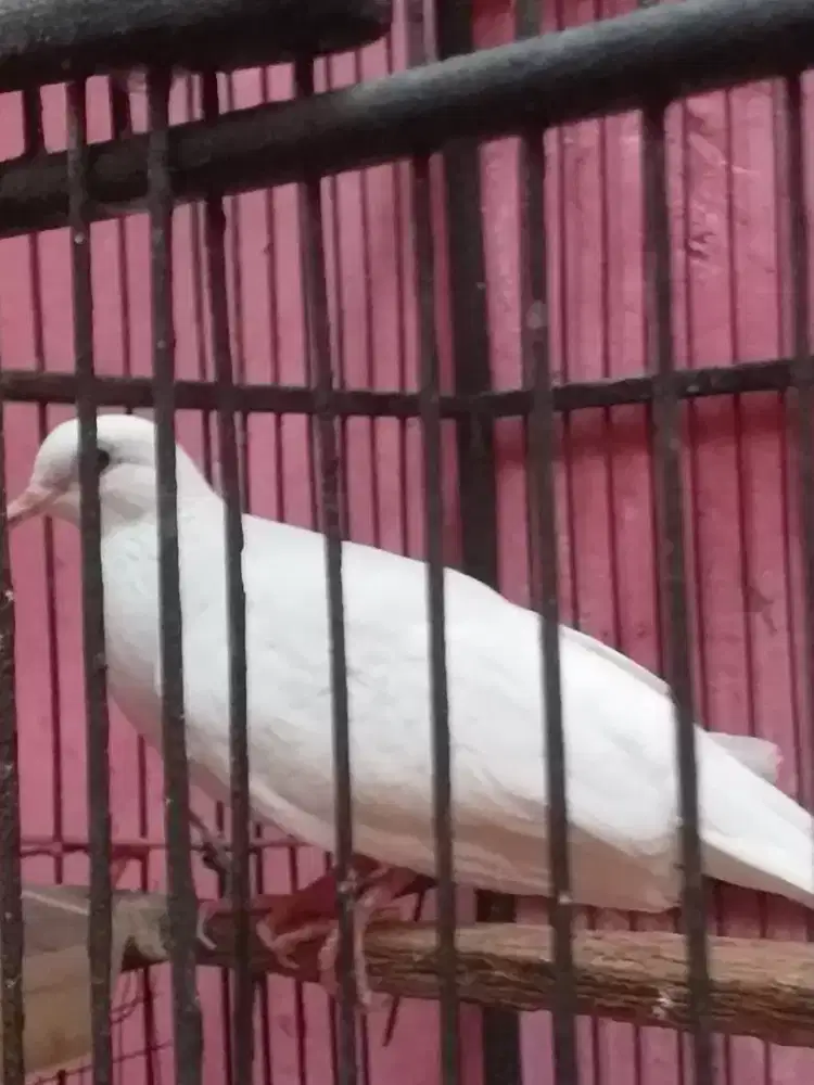 Tekukur putih mata hitam guk 2 udah rajin bunyi