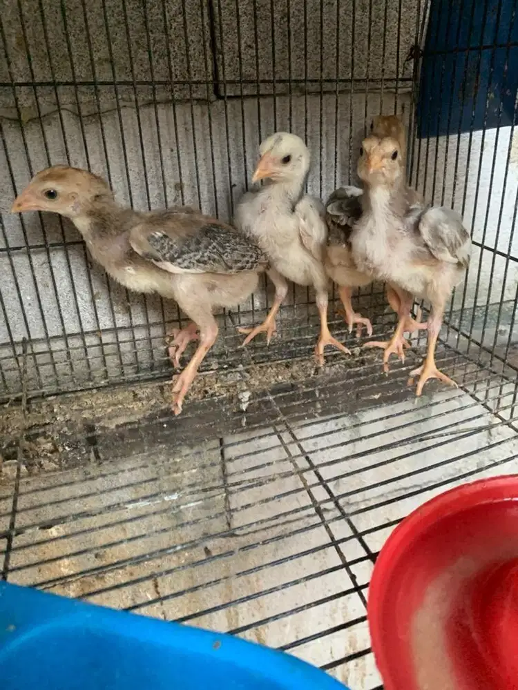 Anakan Ayam shamo x Bk