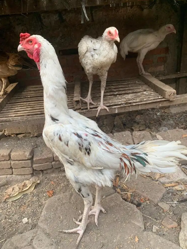 Ayam bangkok jantan