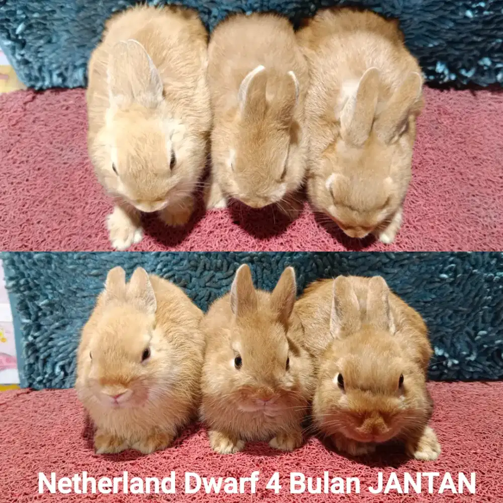 Calon indukan netherland dwarf oren JANTAN usia 4 bulan