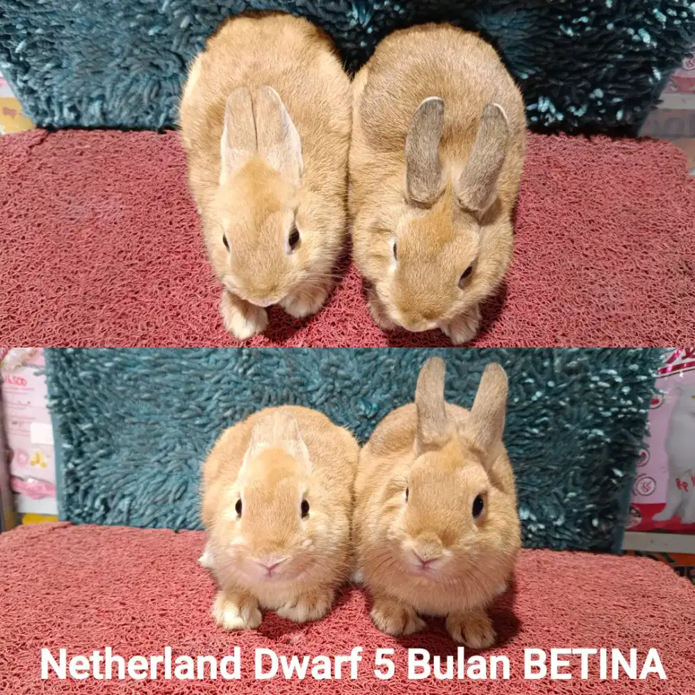 Calon indukan kelinci Netherland dwarf BETINA oren usia 5 65bulan