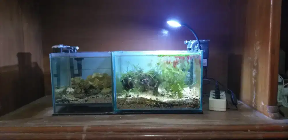 Aquarium laut mini