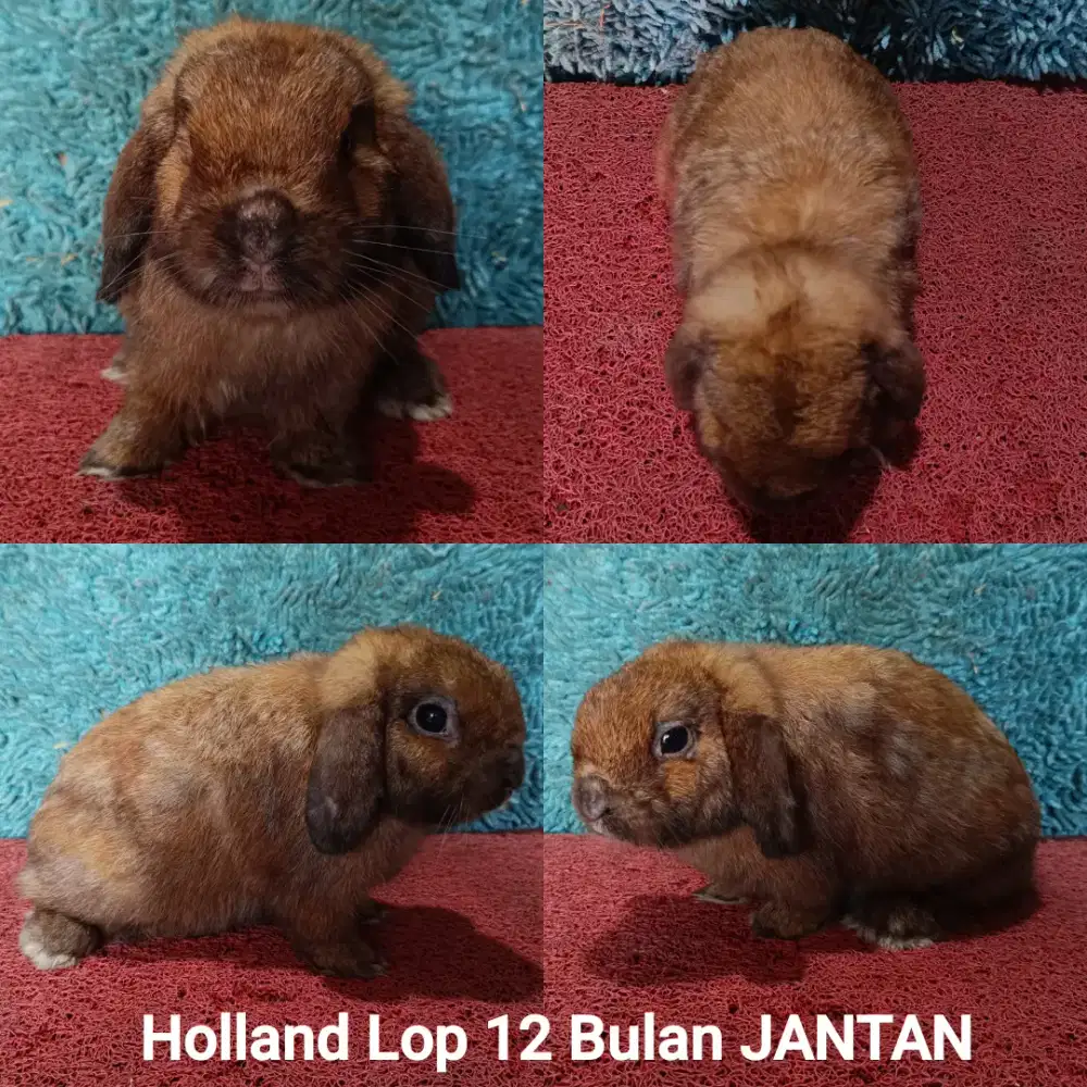 Indukan kelinci Holland lop JANTAN siap kawin