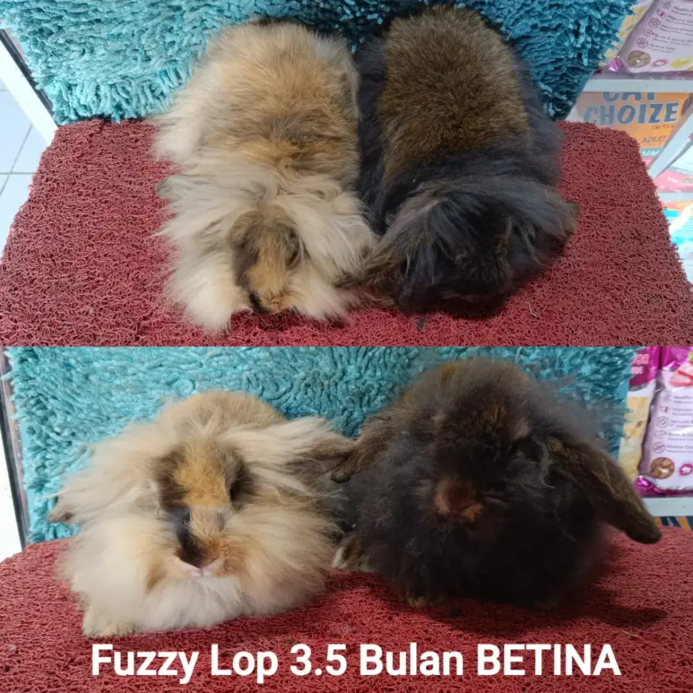 Kelinci Fuzzy lop usia 4 bulan JANTAN & BETINA ADA