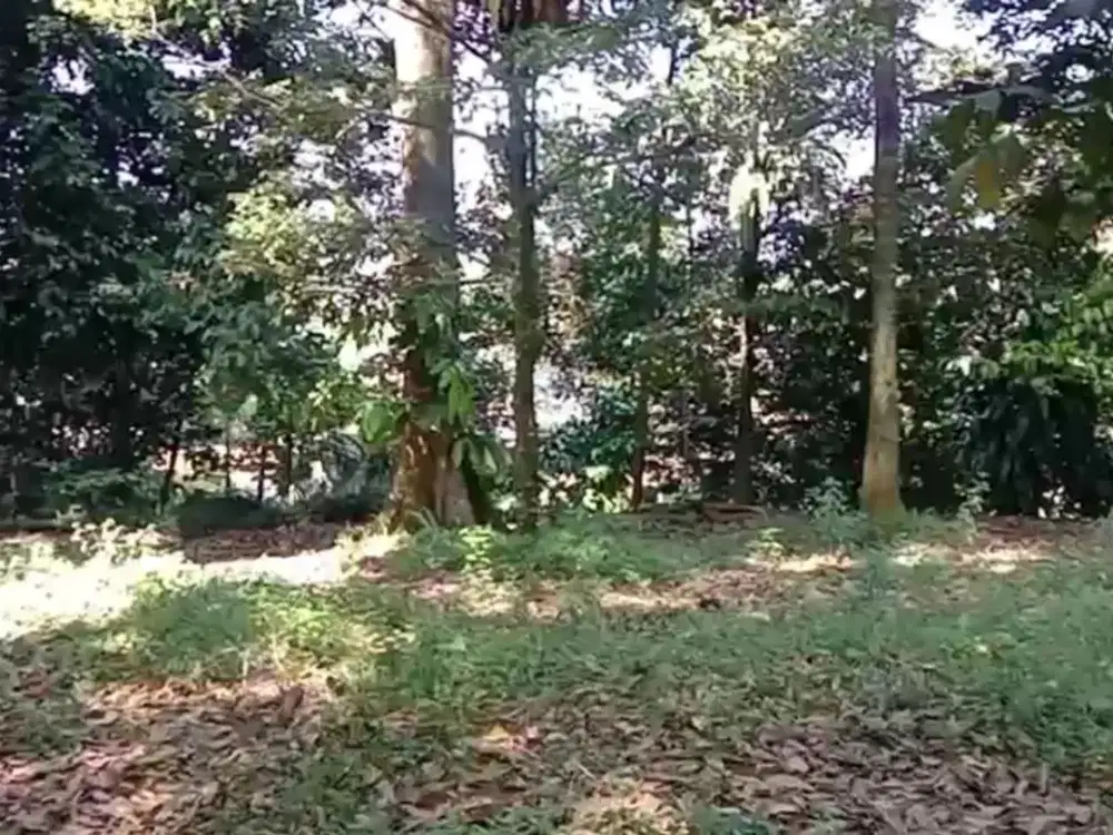 Dijual Tanah Kavling Luas 1500m2, Ada Kebun Durian Pasir Angin, Bogor