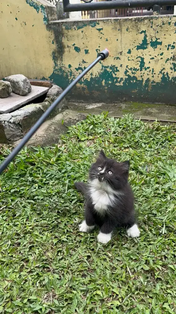 PERSIA KITTEN JANTAN