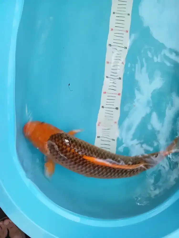 Koi aka matsuba 55cm