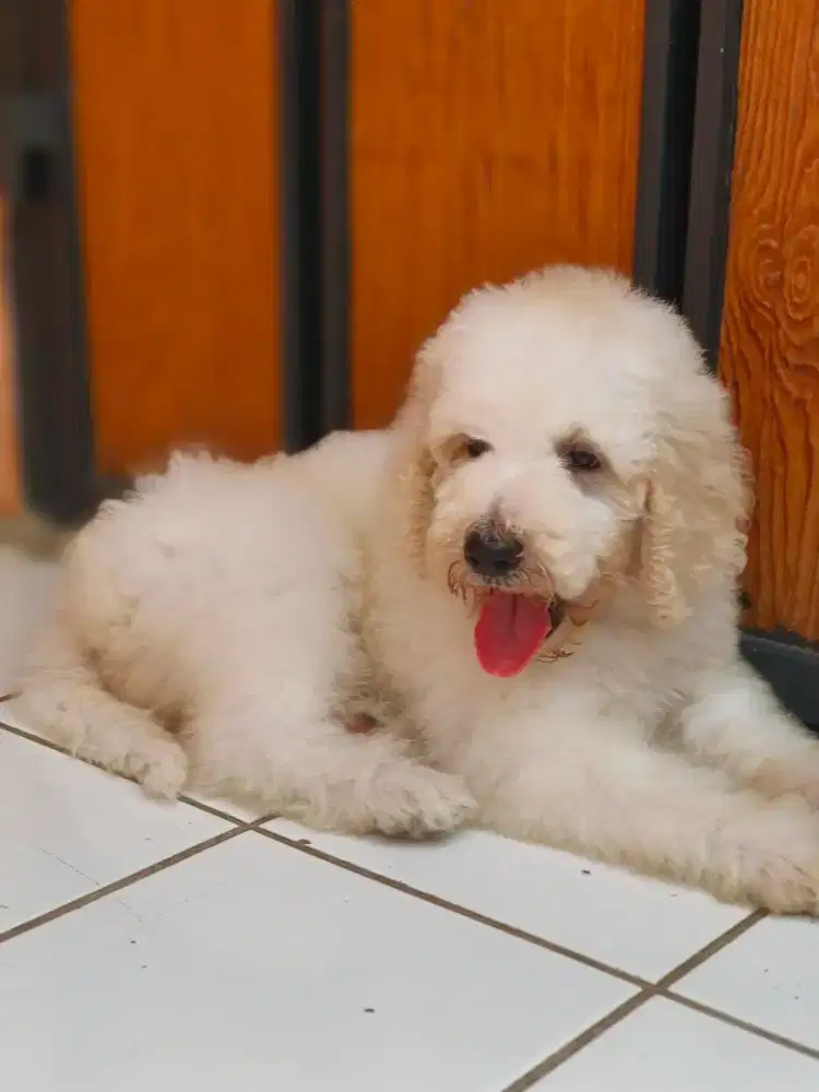 Giant poodle betina cantik murah