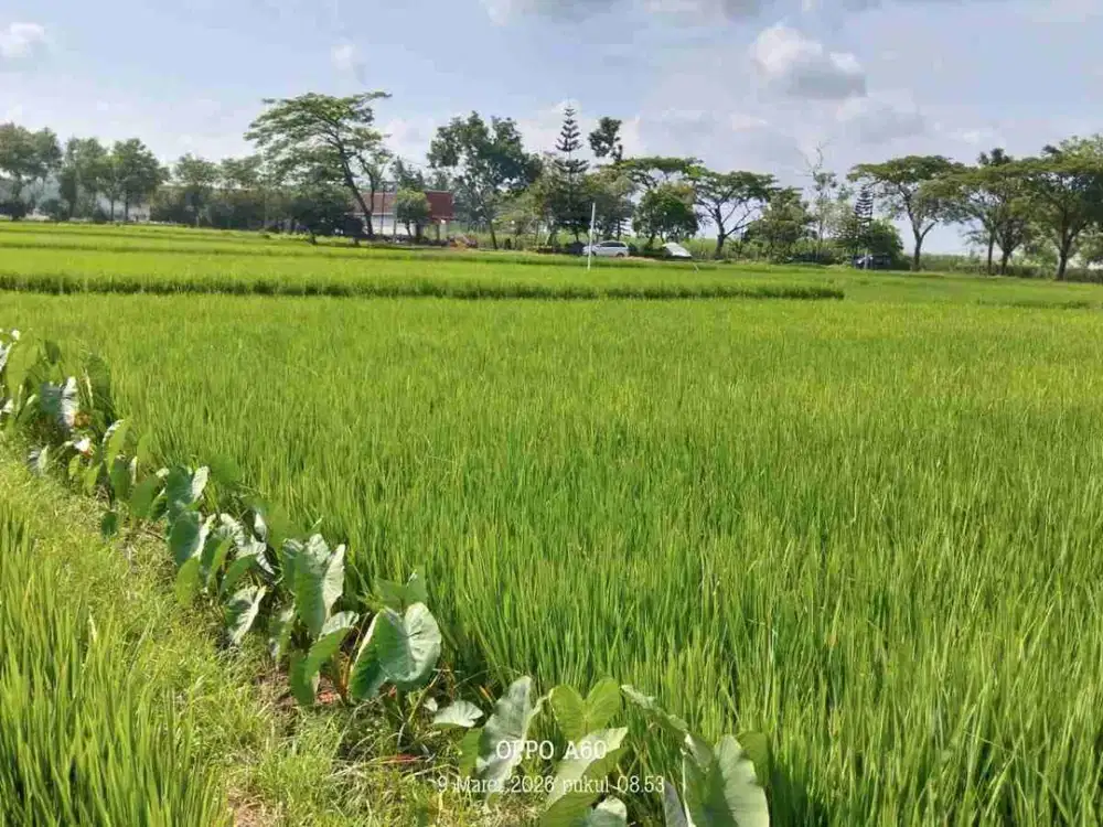 DIJUAL TANAH JALIBAR BYPASS MALANG BLITAR GUNUNG KAWI NOL JALAN RAYA