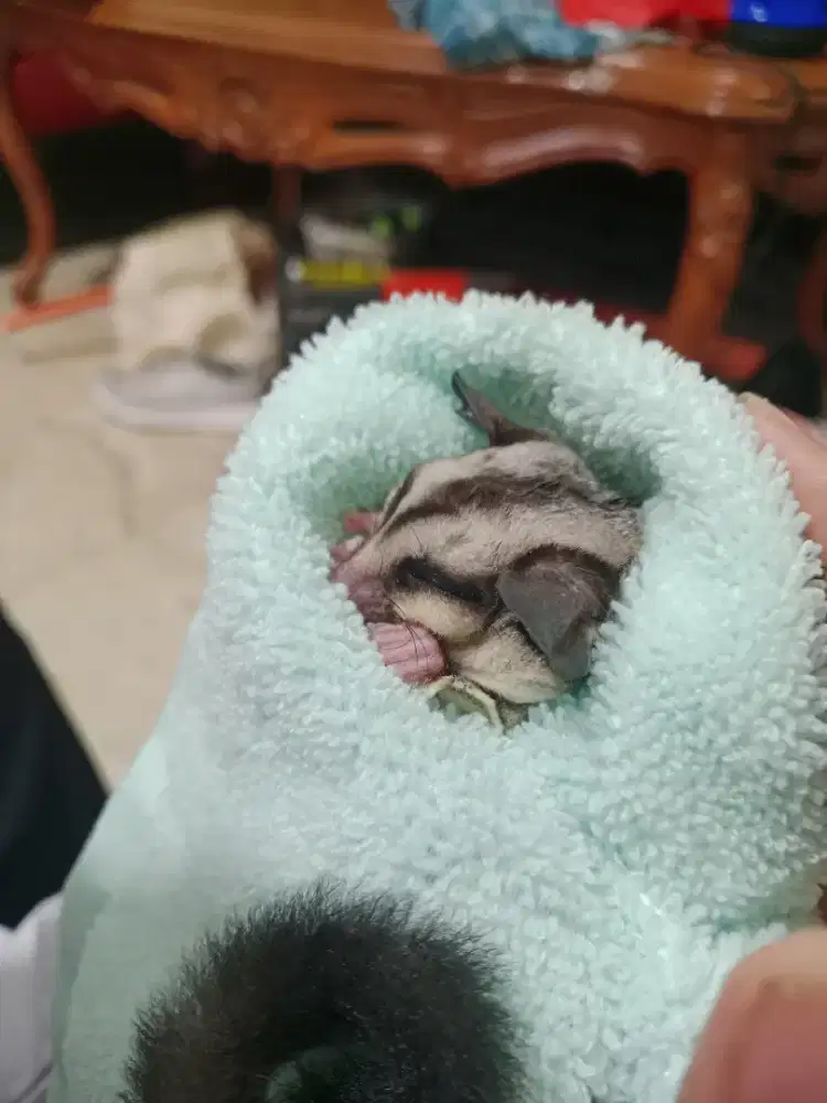 Jual sugar glider  classic grey + kandang murmer