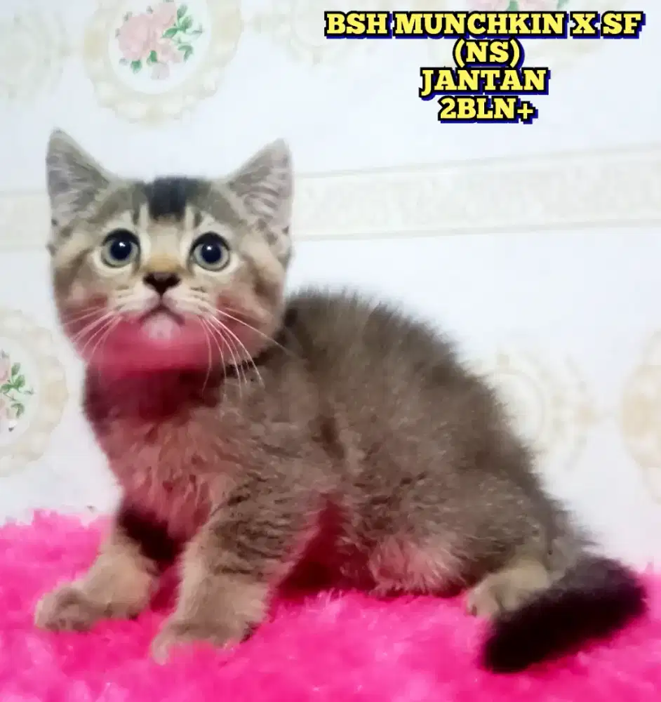 BSH MUNCHKIN X SCOTTISH FOLD 
(NS)