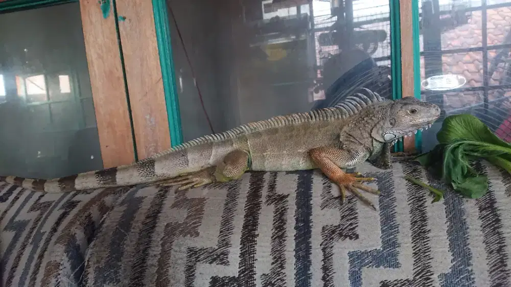 Iguana Iguana green