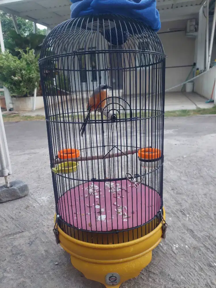 Burung pentet jawa